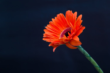 Similar image 21023500