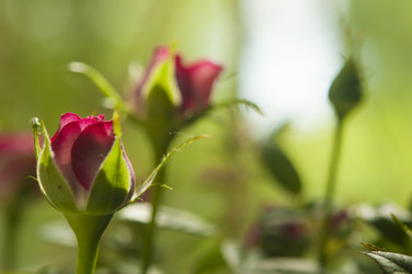 Similar image 21055595