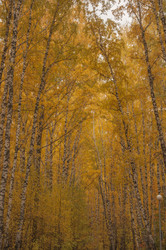 Similar image 21055611