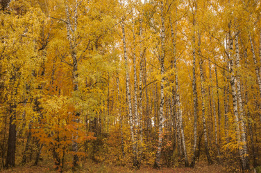 Similar image 21055615