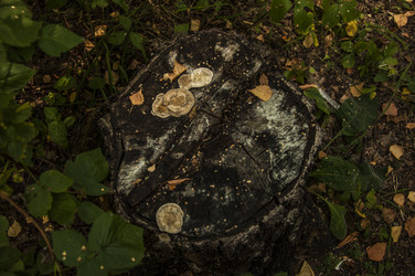 Similar image 21054015