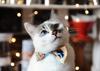 Similar image 21027332