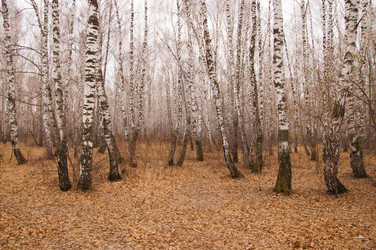 Similar image 21077206