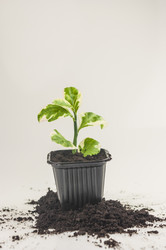 Similar image 21061658