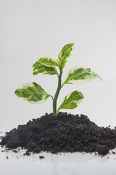 Similar image 21061663