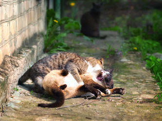 Similar image 21026530