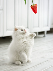 Similar image 21026531