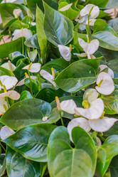 Similar image 21041139