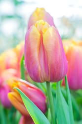 Similar image 21038440