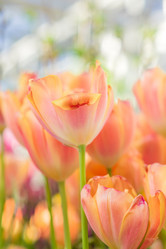 Similar image 21055360