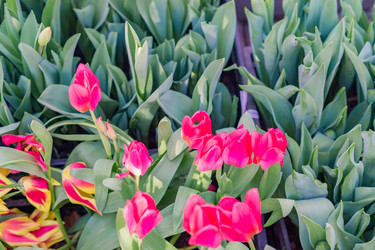 Similar image 21077267