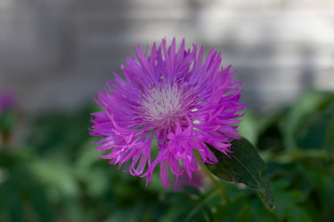 Similar image 21037366