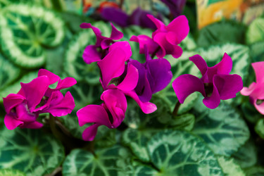 Similar image 21053536