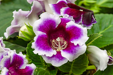 Similar image 21053537