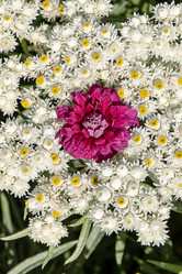 Similar image 21041530