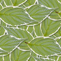 Similar image 21053955