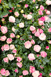 Similar image 21041578