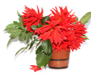 Similar image 21047414