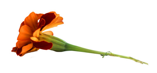 Similar image 21047300