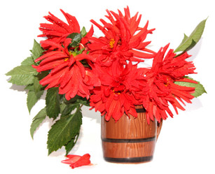 Similar image 21047309