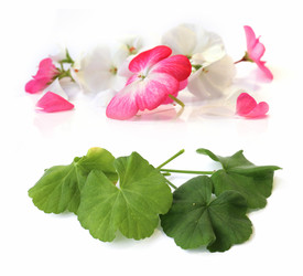 Similar image 21042891