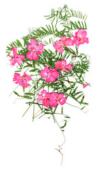 Similar image 21042676