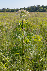 Similar image 21041837