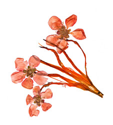 Similar image 21042709