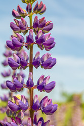 Similar image 21041599