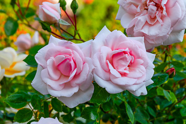 Similar image 21041631