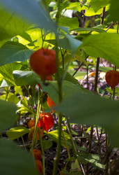 Similar image 21030517