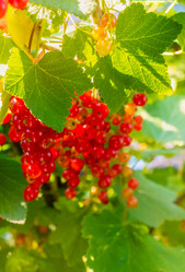 Similar image 21030255