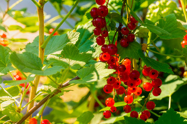 Similar image 21030259