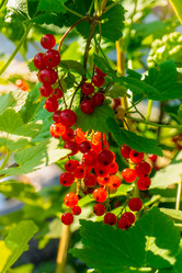 Similar image 21030261