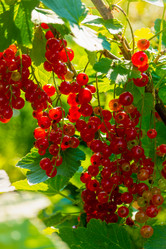 Similar image 21030262