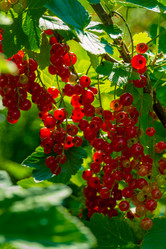 Similar image 21030264