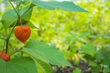 Similar image 21030272