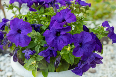 Similar image 21037232