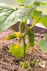 Similar image 21055454