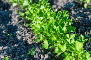 Similar image 21055468