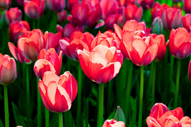 Similar image 21055501