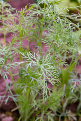 Similar image 21067559