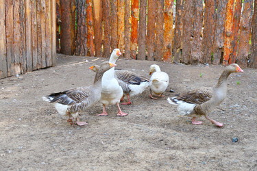 Similar image 21034343