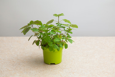 Similar image 21026851