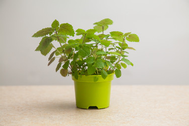 Similar image 21026852