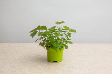 Similar image 21026853