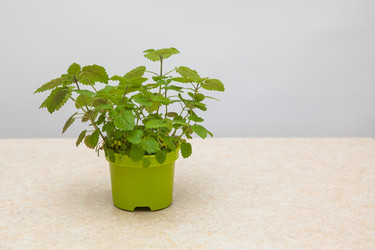 Similar image 21026854