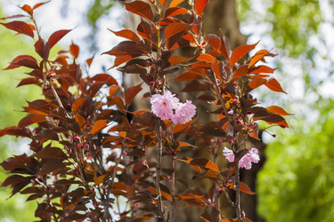 Краснолистная мелколистная вишня Королевская бургундская (Prunus serrulata 'Royal) Дерево в цвете. сезон весеннего цветения - Alina_Lebed