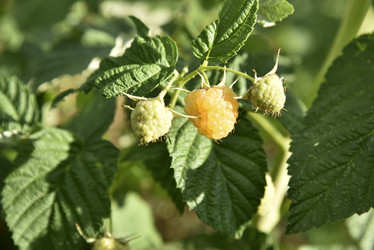 Similar image 21030009