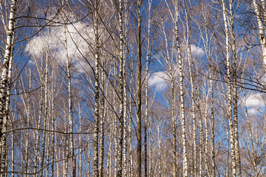 Similar image 21071759